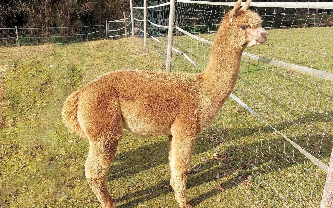 TTA Taubertal Kon Tiki