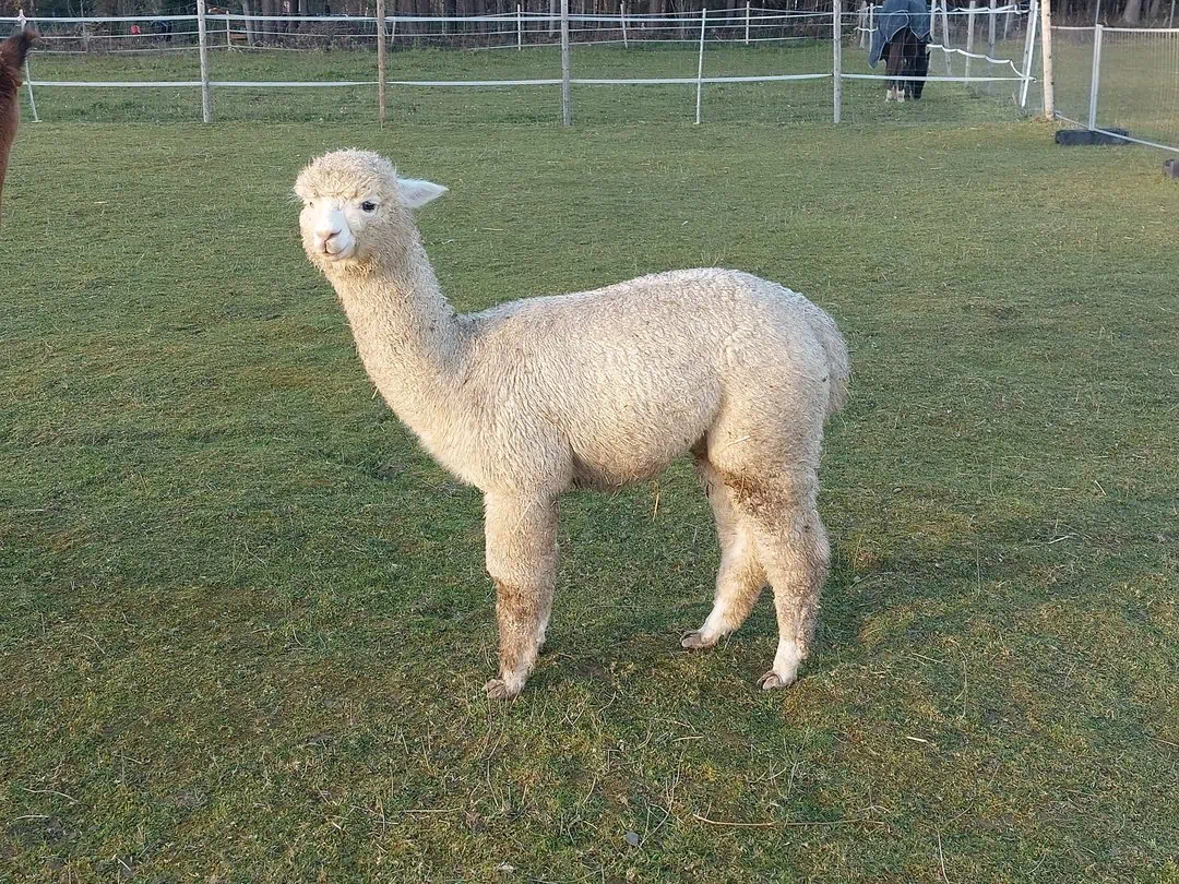 AZR Tsunami´s Tyron
