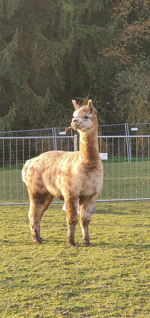 Willkommen AZR Angelo!